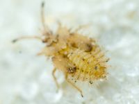 Tingis (Tropidocheila) reticulata