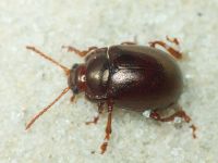 Chrysolina (Chrysolina) staphylaea