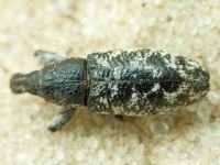Cyphocleonus dealbatus