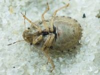 Sciocoris macrocephalus