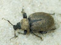 Otiorhynchus ligustici