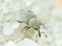 Sibinia (Sibinia) unicolor