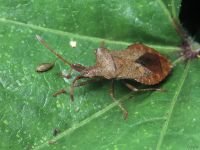 Coreus marginatus