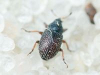 Mecinus plantaginis