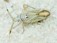 Oncotylus (Cylindromelus) setulosus