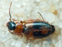 Carabidae