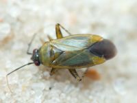 Plagiognathus arbustorum