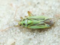 Stenotus binotatus