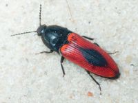 Elateridae