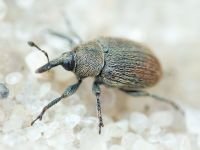 Rhinusa tetra