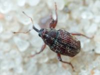 Curculionidae