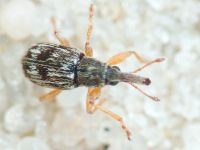 Taeniapion urticarium