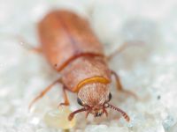 Antherophagus silaceus