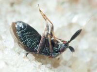 Miridae