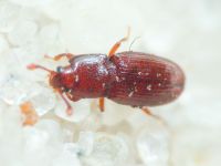 Cerylon