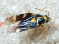 Liocoris tripustulatus