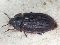 Peltis grossa