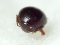 Abraeus