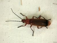 Rhagonycha fulva