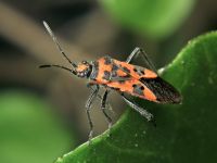 Corizus hyoscyami