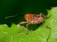 Curculio (Curculio) glandium