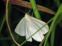 Siona lineata