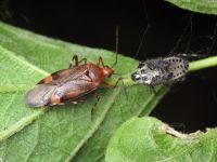 Deraeocoris flavilinea