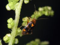 Liocoris tripustulatus