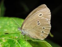 Aphantopus hyperantus