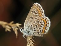 Plebejus argus