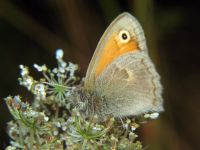 Coenonympha pamphilus