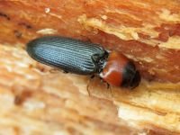 Cardiophorus ruficollis