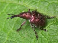 Rhynchites (Epirhynchites) giganteus