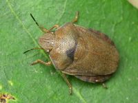 Eurygaster