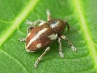 Tychius quinquepunctatus