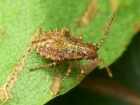 Rhopalus