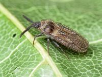 Dictyonota strichnocera