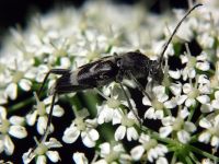 Chlorophorus figuratus