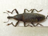 Lixus (Dilixellus) pulverulentus