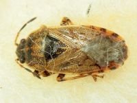 Platyplax salviae