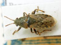 Heterogaster urticae