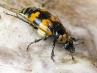 Nicrophorus vespillo