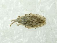Tingis (Tingis) crispata