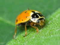Hippodamia variegata