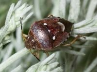 Stagonomus amoenus