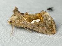 Macdunnoughia confusa