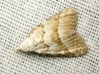 Nola aerugula