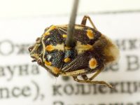 Bagrada hilaris