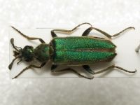 Cerocoma schreberi
