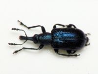 Temnocerus longiceps